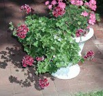 Franse geranium
