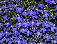 Lobelia grote pot plant